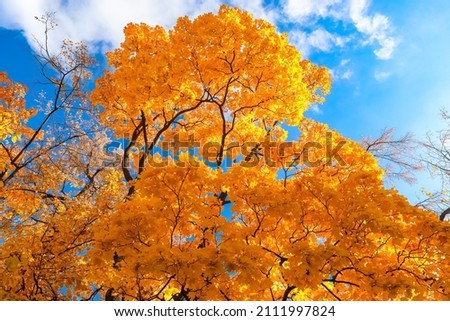 tree with golden leaves in autumn and sunbeams. Tree crown in the park against the blue sky