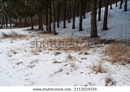 Pine trunks in the snow, winter forest, January