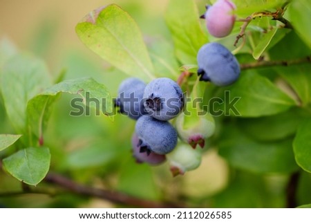 Northern highbush blueberry (Vaccinium corymbosum) with ripe berries Royalty-Free Stock Photo #2112026585