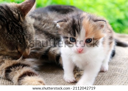 A cute multi-colored kitten with his mother cat looks into the camera. The concept of family, care, maternal love and affection.