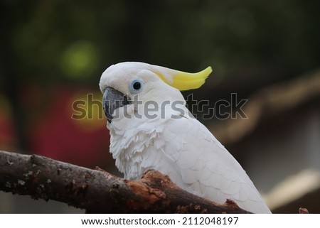 white cockatoo with yellow feathers