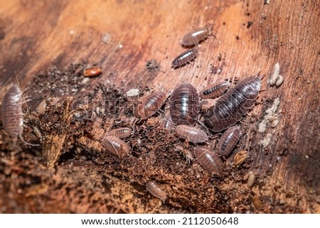Brown common woodlouse (Oniscus asellus), Cape Town, South Africa