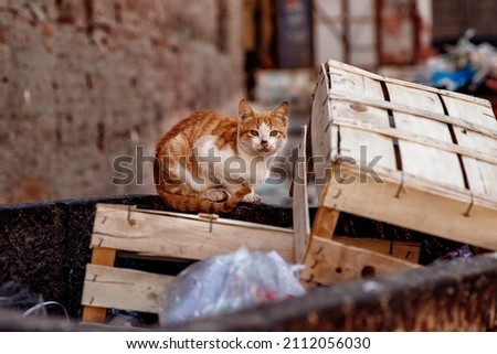 Homeless lonely thin hungry cat walks among garbage in landfill. Concept poor and sick animal. Royalty-Free Stock Photo #2112056030