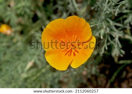 California Poppy (Eschscholtzia californica) in garden Royalty-Free Stock Photo #2112060257