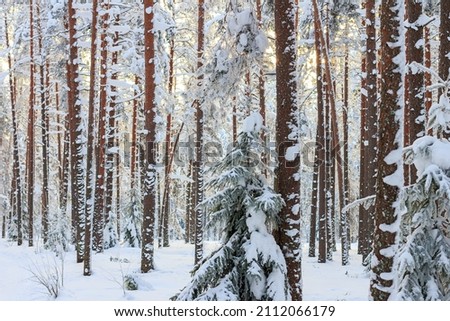 Winter forest. The trees are covered with white snow and frost