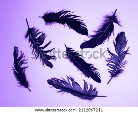 Black feathers on a purple pastel background. Minimal flat lay.