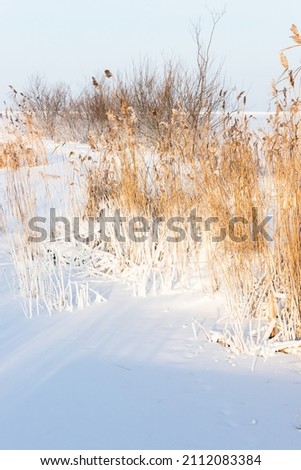 Winter landscape with dry coastal reed in white snow on a sunny day, natural vertical photo