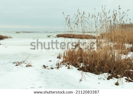 Winter landscape with dry coastal reed and snow, natural background photo with retro tonal correction filter effect