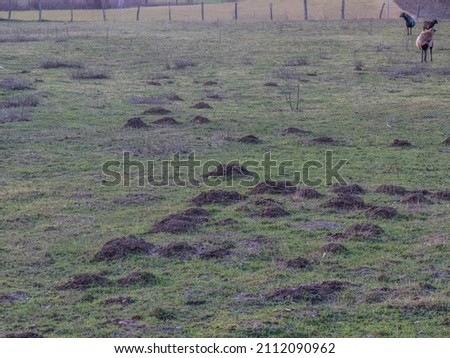 Many vole heaps on a sheep pasture Royalty-Free Stock Photo #2112090962
