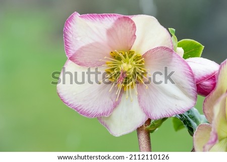 Close up of a pink and white hellebore flower in bloom