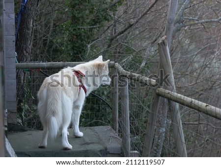 White husky dog on a dark blurred background 