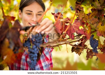 Smiling woman harvesting grapes in autumn vineyard Royalty-Free Stock Photo #211213501