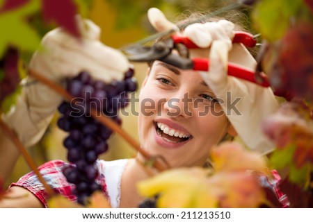 Smiling cute woman harvesting grapes in vineyard Royalty-Free Stock Photo #211213510