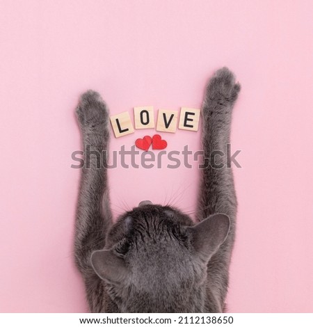 Happy Valentines Day greeting card. Cat kitten kitty holding letters love.Flat design. Love card. 