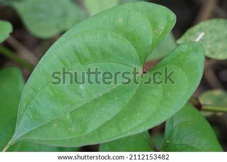Dioscorea esculenta leaves with a natural background. Indonesian (Javanese) call it katak gandul or katak gandol.