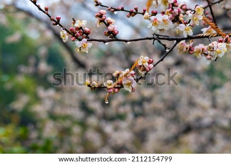 Plum blossoms bloom in early spring in East Lake Plum Garden in Wuhan, Hubei Royalty-Free Stock Photo #2112154799