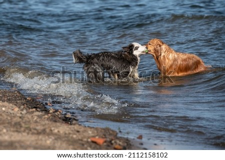 One Border Collie and one Golden Retriever dog playing together with a green tennis ball, holding and pulling it with their mouths, on the water, on the beach during a warm summer day.