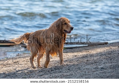 One Golden Retriever dog that is wet, sticking out the tongue, walking on the sand, on the beach, during a warm summer day.