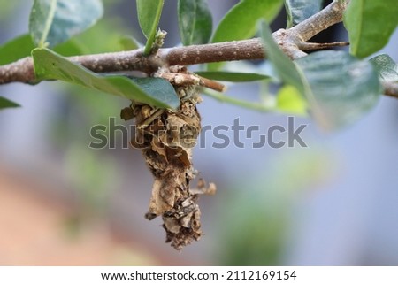 A cocoon of a butterfly on an acerola cherry tree. Photo is horizontal and the background is blurred. The cocoon is not in the middle of the image.