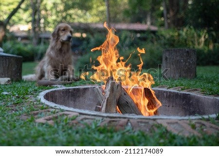 One Golden Retriever dog sitting and posing on the grass around a firepit, between two wood logs, in the park, during a warm afternoon.