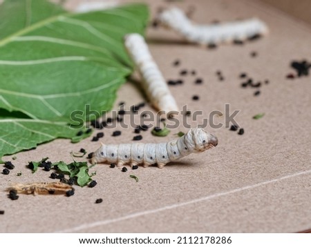Close up of Silkworm preparing to molt.