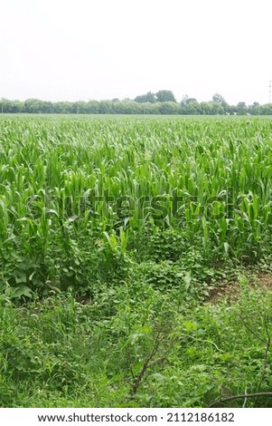Large area of corn field in summer