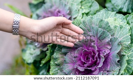 girls hand touching purple cabbage. in ornamental garden.