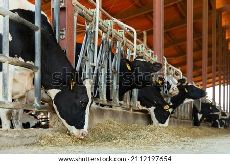 Milking cows eating stock feed while standing in stalls of cowshed.