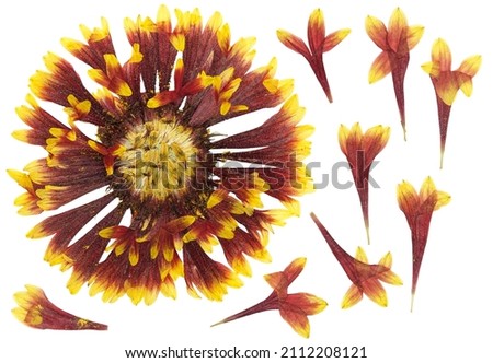 Pressed and dried flowers gaillardia isolated on white background. For use in scrapbooking, floristry or herbarium.