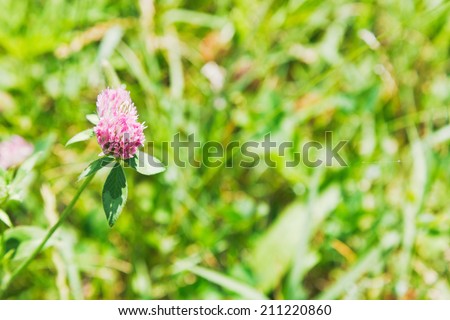red clover flower (Trifolium pratense) on green meadow in summer day