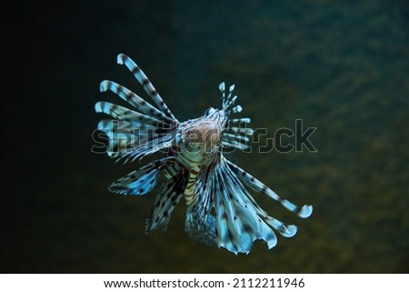Lionfish in the deep under water, sea fish in zoo aquarium, close up Royalty-Free Stock Photo #2112211946