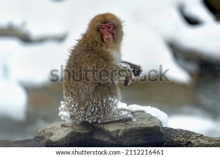 Japanese macaque. Scientific name: Macaca fuscata, also known as the snow monkey. Winter season. Natural habitat. Japan.