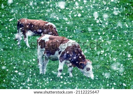 Herd while walking, grazing in a clearing. Beautiful cows eat grass in a beautiful meadow during a snowfall. Picture with animals with snow filter.