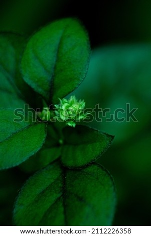 Macro shot of a dark green leaf.