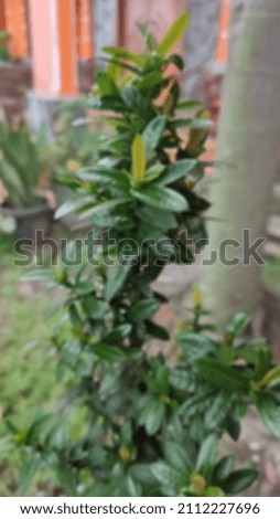blurred background of needle green leaf plants in home garden