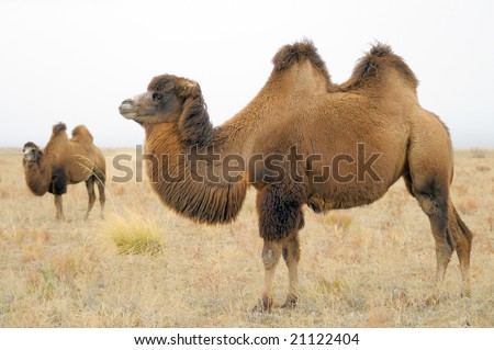 a domestic bactrian camel Royalty-Free Stock Photo #21122404