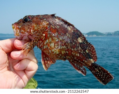 Hand landed Japanese most popular and delicious saltwater Marbled rock fish “KASAGO”	
 Royalty-Free Stock Photo #2112262547