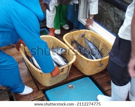 Ocean fresh Skipjack tuna, bonito (Katsuo) in a basket, landed by the Japanese fisherman. Royalty-Free Stock Photo #2112274775