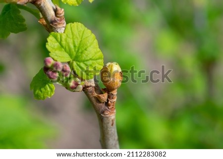 Damaged injured by cecidophyopsis ribis of young leaf bud of currant bush branch. Blackcurrant gall mite Royalty-Free Stock Photo #2112283082