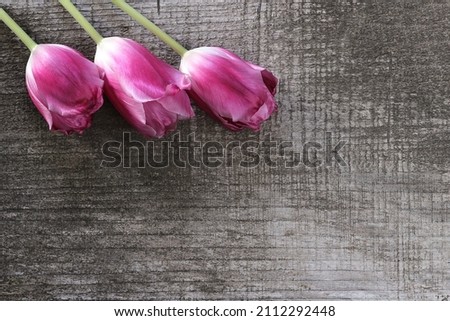 Tulips on a wooden background. Greeting card for Women's day