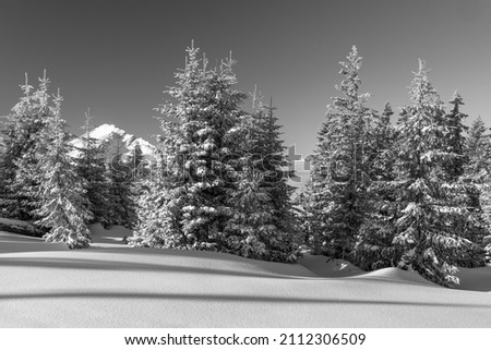 Black and white picture of softwood conifer fir tree with fresh snow at sunrise in the tannheimer valley in tyrol austria