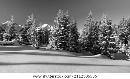 Black and white picture of softwood conifer fir tree with fresh snow at sunrise in the tannheimer valley in tyrol austria