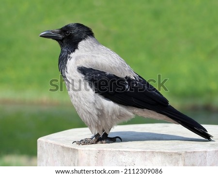 Hooded crow also called hoodie against urban environment background with space for your text. Shallow depth, selective focus.