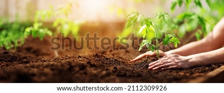 Human hands planting sprouts of tomatos in greenhouse. Concept of farming and planting. Royalty-Free Stock Photo #2112309926