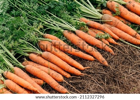 Harvesting carrots in late summer and early autumn. Carrots are harvested and dried on a bed of hay. Carrots with tops with space for text. Autumn background