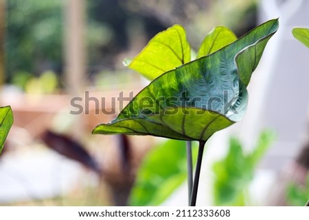 Isolated leaf of Colocasia Coffee cup with blur background.