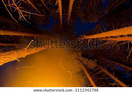 Night starry sky over a forest in Siberia