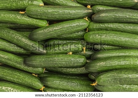 Green cucumbers natural vegetables with garden beds background.