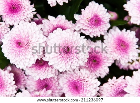 White flowers with pink center and the background out of focus