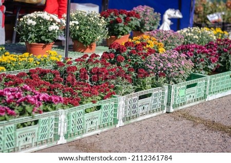 Different varieties of ornamental flowers at the farmer's fair. Colorful chrysanthemums, daisies and other flowers. Floriculture. Street trade. Selective focus. Royalty-Free Stock Photo #2112361784